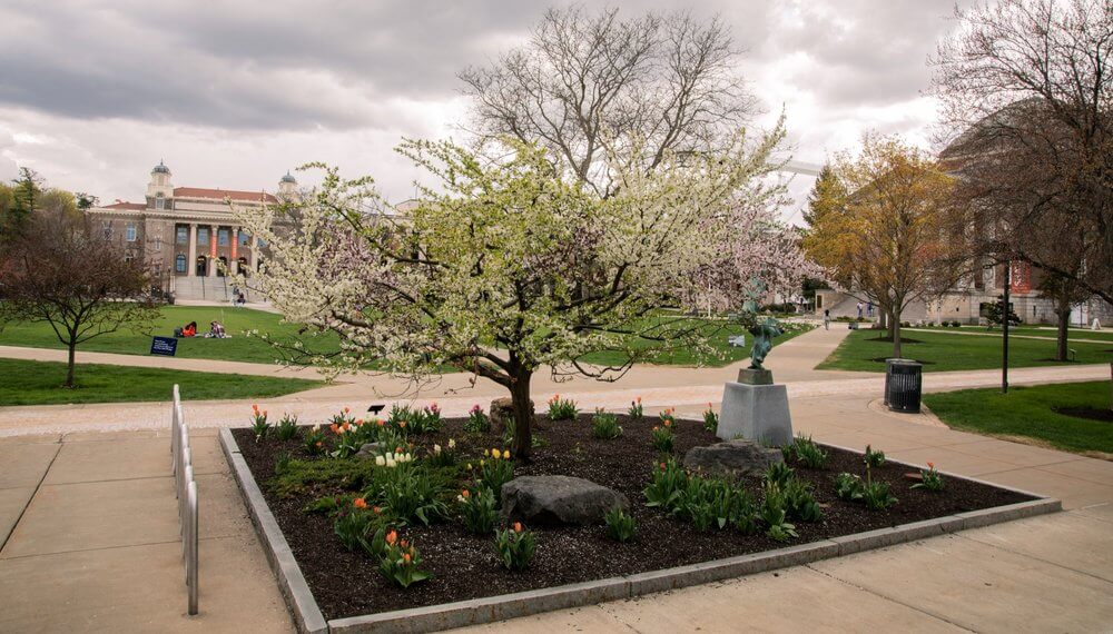 The tree of 40 fruit